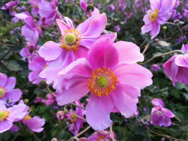 Close-up of pink flowers blooming outdoors