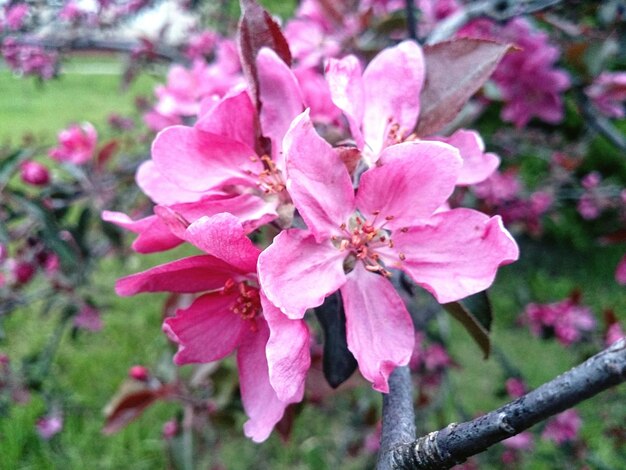 Close-up of pink flowers blooming outdoors