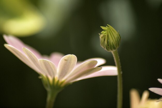 外で ⁇ いているピンクの花のクローズアップ