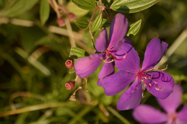 Photo close-up of pink flowers blooming outdoors