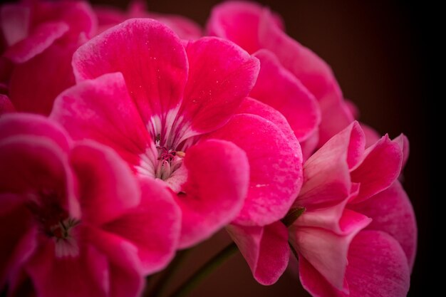 Close-up of pink flowers blooming outdoors