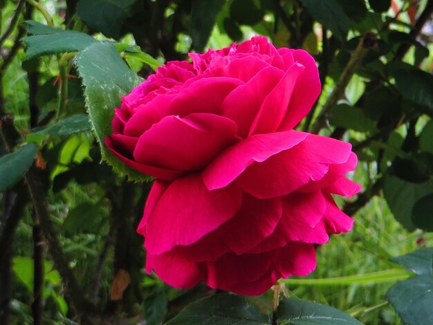 Close-up of pink flowers blooming outdoors