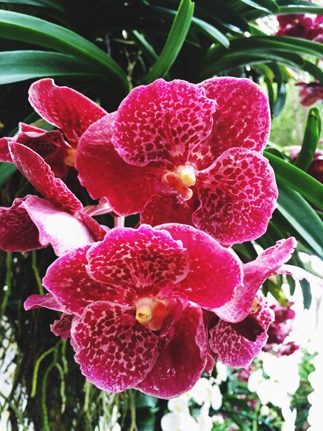 Close-up of pink flowers blooming outdoors