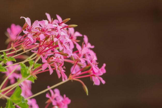 Foto close-up di fiori rosa che fioriscono all'aperto