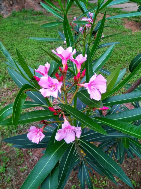 Close-up of pink flowers blooming outdoors