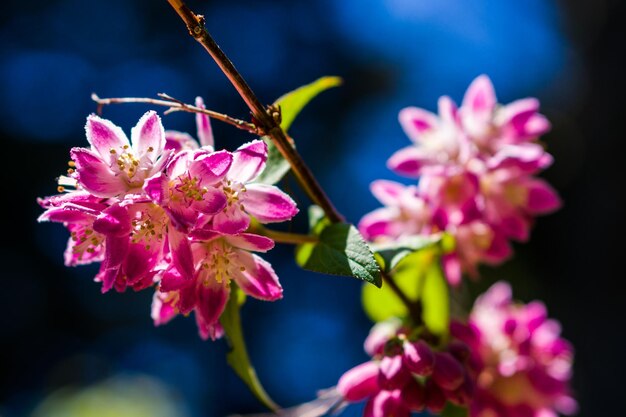 Photo close-up of pink flowers blooming outdoors