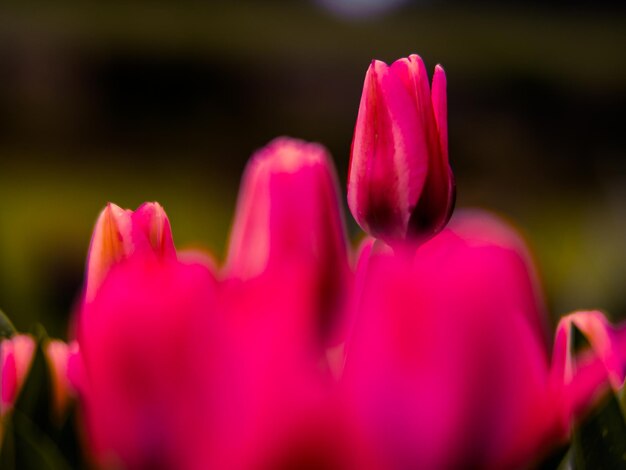 Close-up of pink flowers blooming outdoors