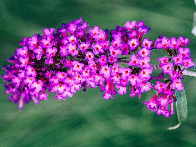 Close-up of pink flowers blooming outdoors