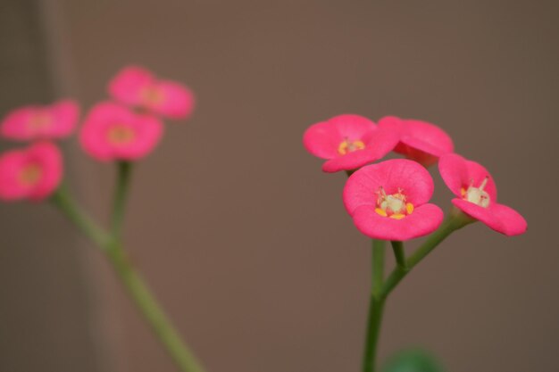 Close-up of pink flowers blooming outdoors