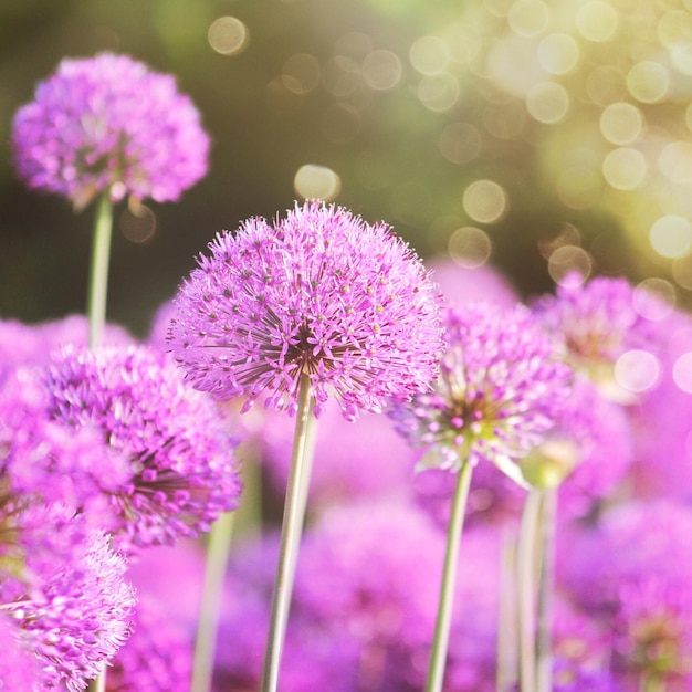 外でいているピンクの花のクローズアップ