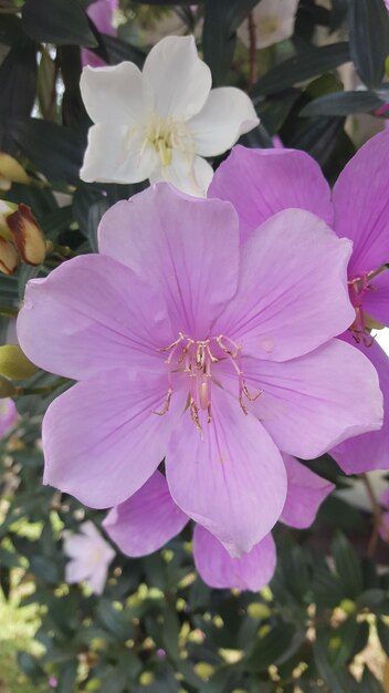 Close-up of pink flowers blooming outdoors