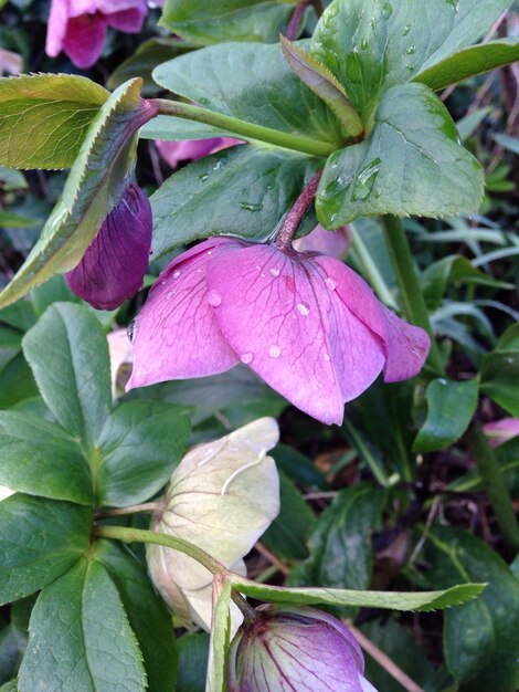 Close-up of pink flowers blooming outdoors