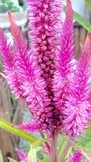 Photo close-up of pink flowers blooming outdoors