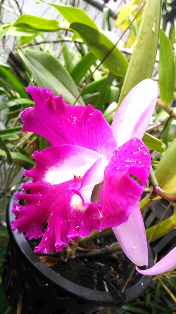 Close-up of pink flowers blooming outdoors