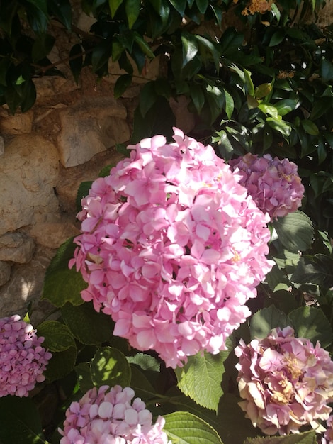 Foto close-up di fiori rosa che fioriscono all'aperto