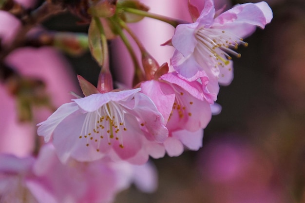 外でいているピンクの花のクローズアップ