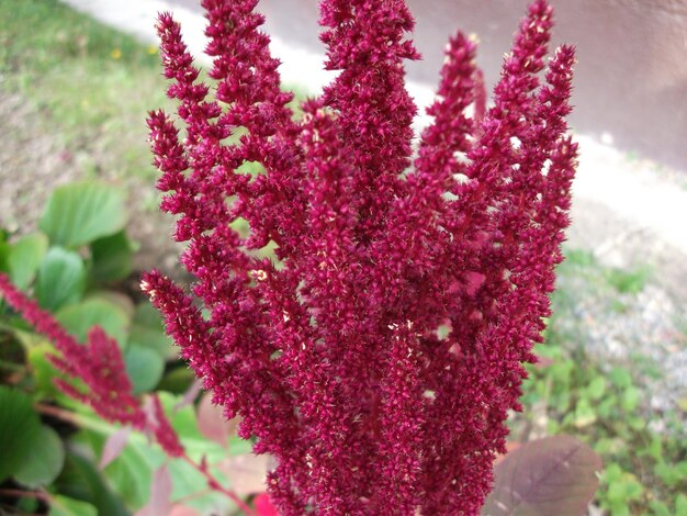 Photo close-up of pink flowers blooming outdoors