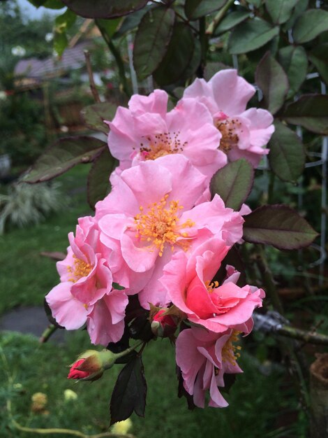 Close-up of pink flowers blooming outdoors