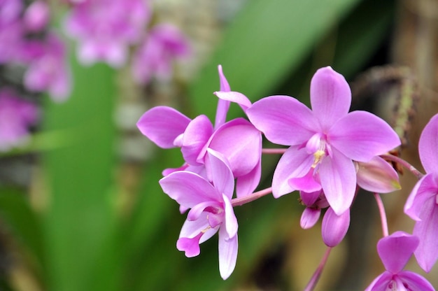 外でいているピンクの花のクローズアップ