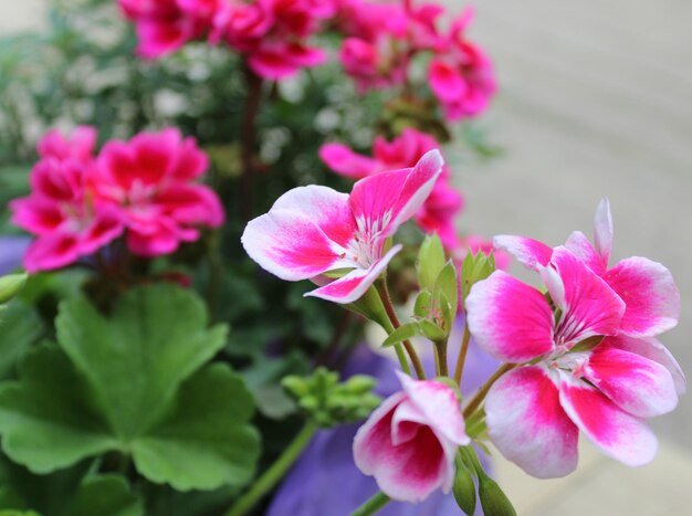 Close-up of pink flowers blooming outdoors