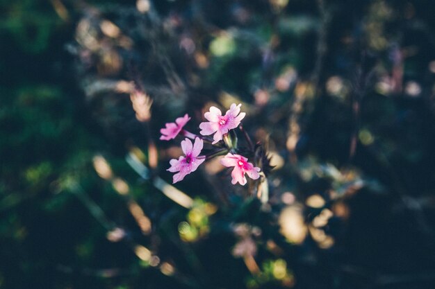 Close-up of pink flowers blooming outdoors