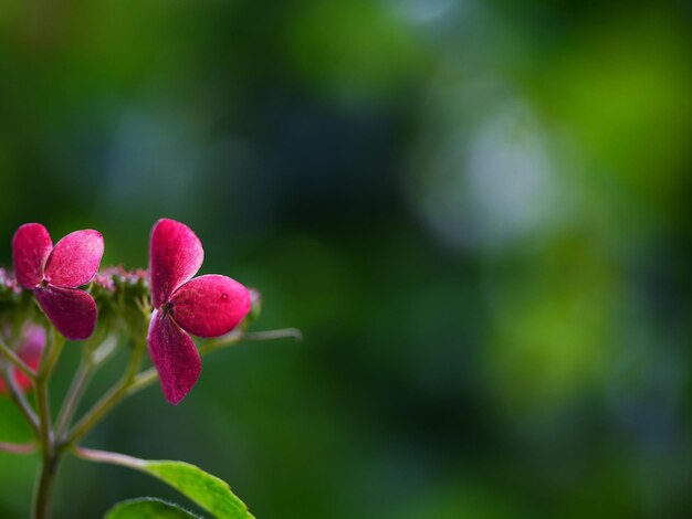 Close-up of pink flowers blooming outdoors