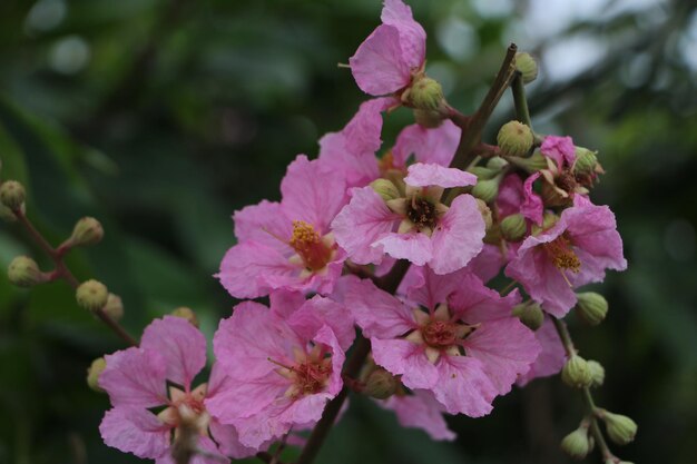 Close-up of pink flowers blooming outdoors