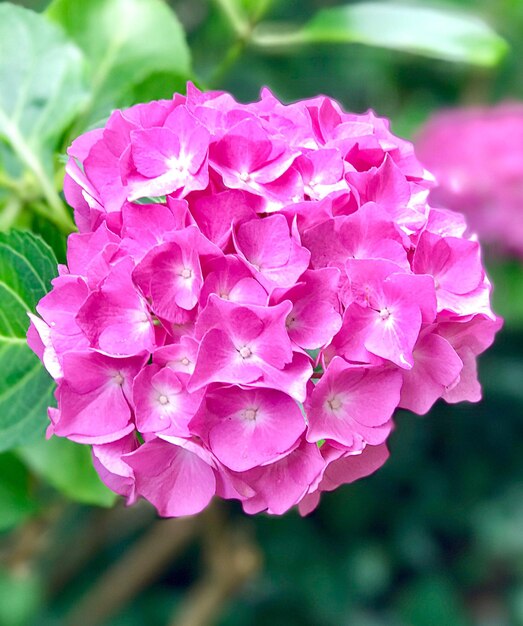 Close-up of pink flowers blooming outdoors