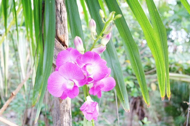 Close-up of pink flowers blooming outdoors