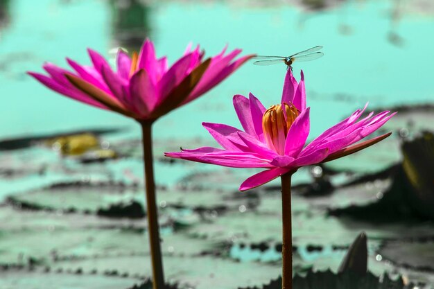 Photo close-up of pink flowers blooming outdoors