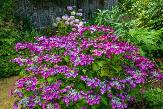 Close-up of pink flowers blooming outdoors