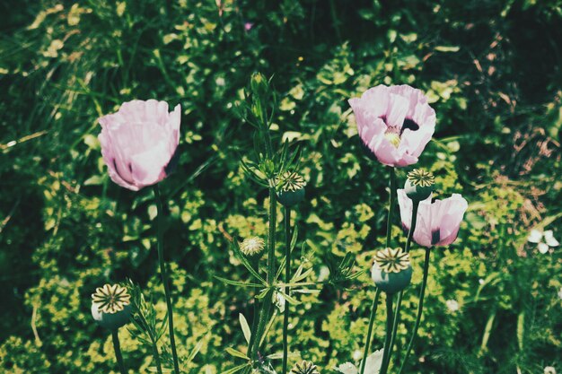 Close-up of pink flowers blooming outdoors