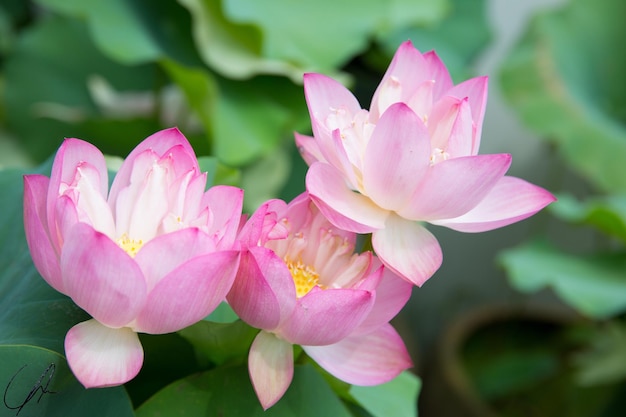 Close-up of pink flowers blooming outdoors