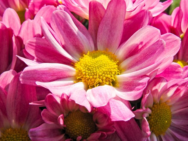 Close-up of pink flowers blooming outdoors