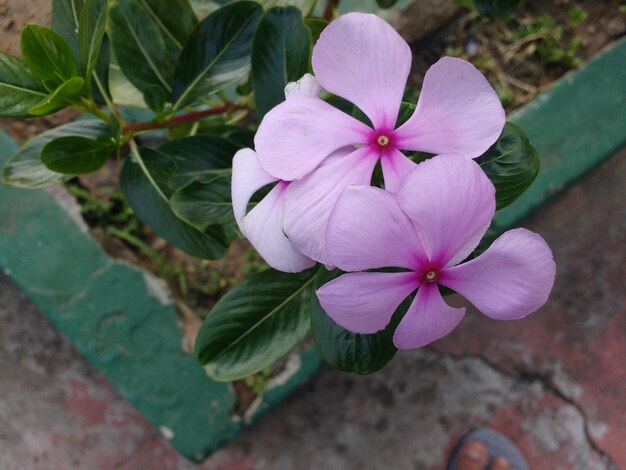 Close-up of pink flowers blooming outdoors