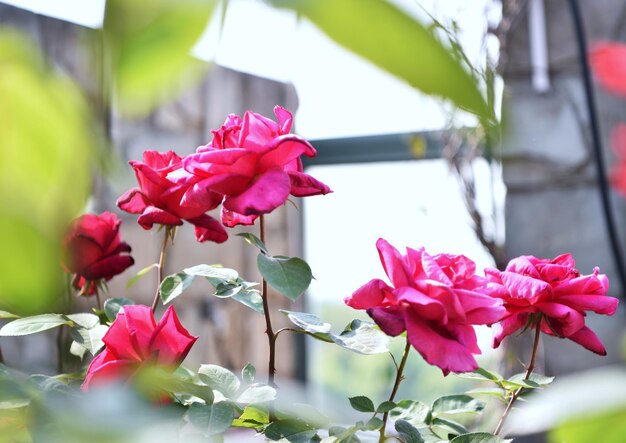 Close-up of pink flowers blooming outdoors