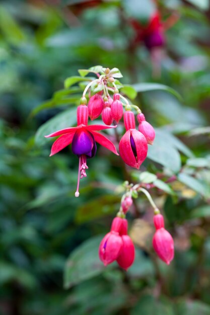 Close-up of pink flowers blooming outdoors