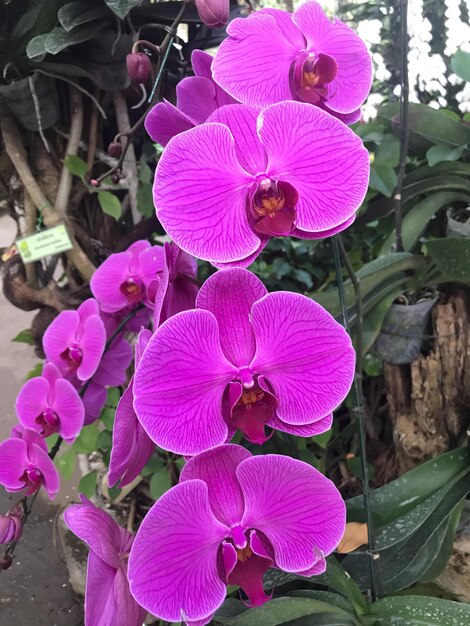 Close-up of pink flowers blooming outdoors