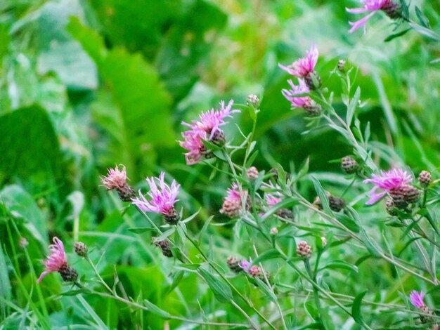 Close-up of pink flowers blooming outdoors