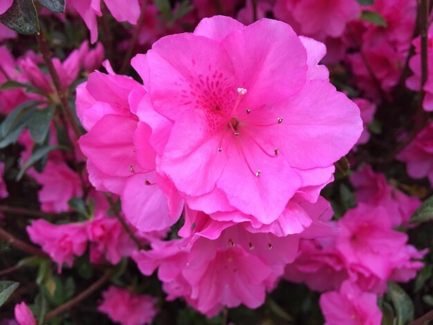 Close-up of pink flowers blooming outdoors