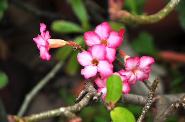 公園でいているピンクの花のクローズアップ