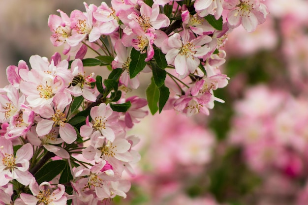 close-up of pink flowers blooming at park