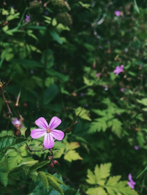 Close-up of pink flowers blooming in park