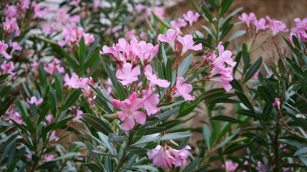 Photo close-up of pink flowers blooming in park