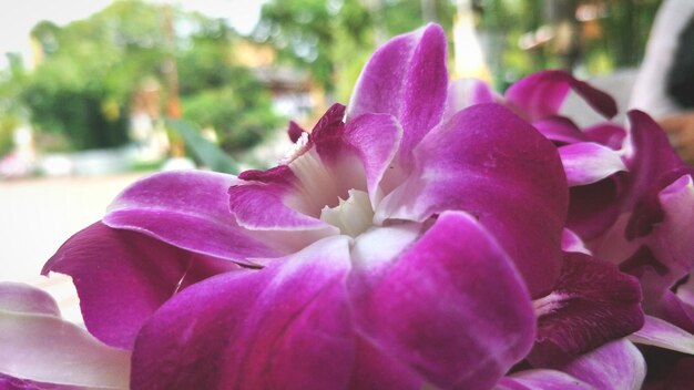 公園でいているピンクの花のクローズアップ