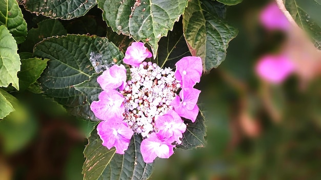 庭の植物にくピンクの花のクローズアップ