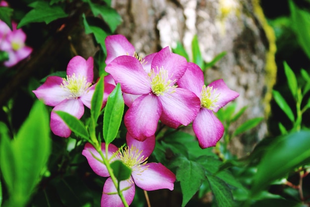 Foto prossimo piano dei fiori rosa che fioriscono sulla pianta