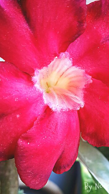 Close-up of pink flowers blooming in pond