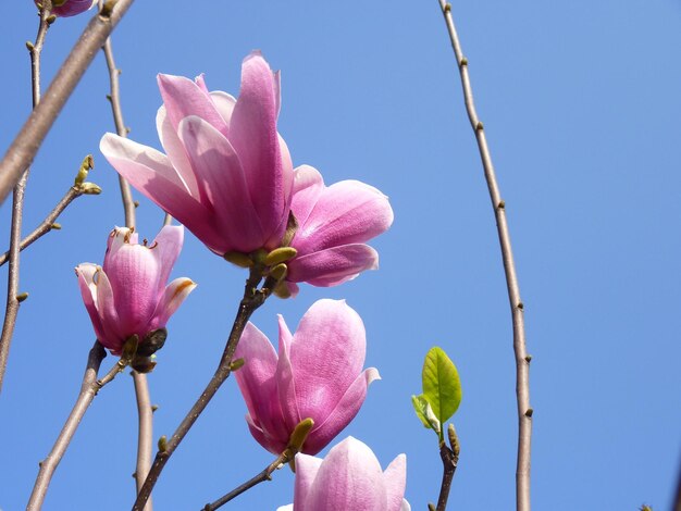 Close-up of pink flowers blooming on tree against sky