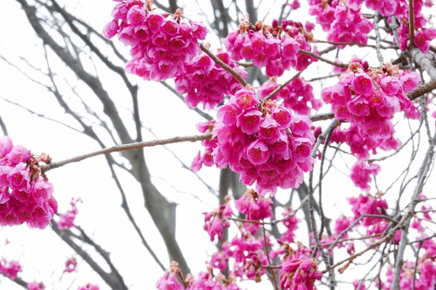 Photo close-up of pink flowers blooming on tree